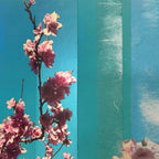 007 Pink Blossom