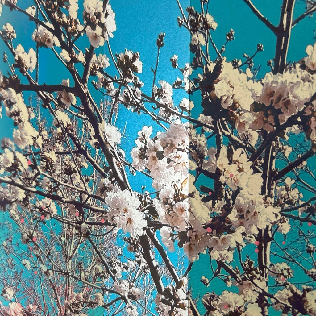 008 White Blossom