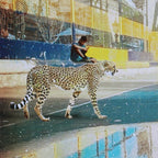 Republica image 3